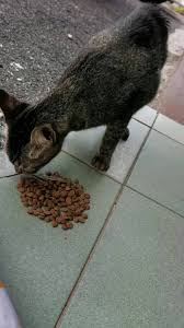 Makanan kucing penting banget sebagai sumber nutrisi kucing kamu. Murah Makanan Malaysia Sharing Posts Facebook