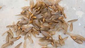 Check spelling or type a new query. How To Get Rid Of Flying Termites 24h Pest Pros