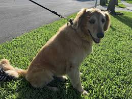 Maybe you would like to learn more about one of these? Why You Should Not Shave Your Double Coated Dog Your Dog Advisor