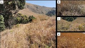 Image result for Loudetia kagerensis