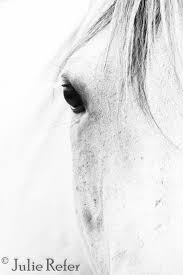 Beautiful Black And White Horse Photography Horse Art Black And White Horse Photography Etsy White Horse Photography White Horse Painting Horse Photography
