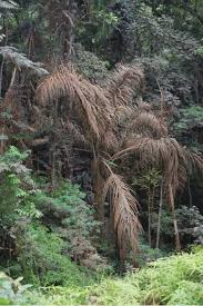 Image result for Raphia gentiliana