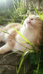 Scervo Wally Loves To Roll Around On The Floor And Get Completely Covered In Dirt And Then Refuse To Be Brushed Cute Cats Pretty Cats Cats