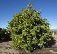 Image result for Citropsis