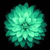 4.5 out of 5 stars. Https Encrypted Tbn0 Gstatic Com Images Q Tbn And9gct9rkrhotm Jdif5owd0z5uaaru5 Yrkumnvg9jko4 Usqp Cau