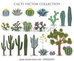 All have flat, fleshy pads that look like large leaves. Cactus Clipart Clipart Crossword Saguaro Cactus Clip Art Stunning Free Transparent Png Clipart Images Free Download