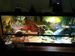 A bearded dragon tank should have a hot and a warm side. Tetra Fauna Deluxe 75g Size Bearded Dragon Org