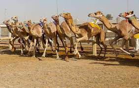Camel race track al wathba, abu dhabi подробнее. Camel Racing At Al Marmoom January 15th 16th Dubai 2020