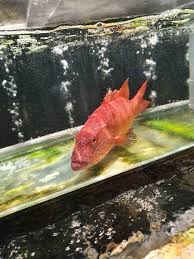 In reality there are not that many chinese floating freely around. D308 B1 Lions Hope Brigade For Childhood Cancer Warriors Posts Facebook