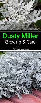 Dusty Miller Growing Care Dusty Miller Cineraria Plants