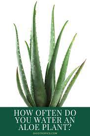 How Often To Water Your Aloe Plant In 2021 Aloe Plant Plants House Plant Care
