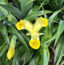 Corn Leaf Iris Iris Bucharia The Leaves On These Little Irises Are As Interesting As The Bloom They Have A Bluish Hue And Full Sun Garden Sun Garden Plants