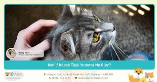 Kedi Ya Da Kopegimin Tuyunu Yanlislikla Axis Veteriner Poliklinigi ÙÙØ³Ø¨ÙÙ