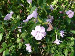 Image result for Barleria obtusa