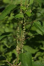 Image result for Ottelia cylindrica