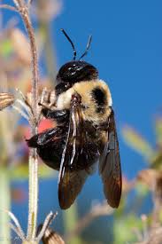 However, their nest tunnels occasionally cause minor damage to wooden buildings. Eastern Carpenter Bee Encyclopedia Of Life