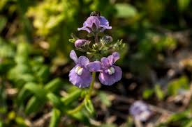 Image result for Aspidoglossum delagoense