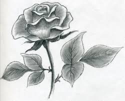 Rose Drawing 5 8605 The Wondrous Pics Roses Drawing Pencil Drawings Of Flowers Flower Drawing Tutorials