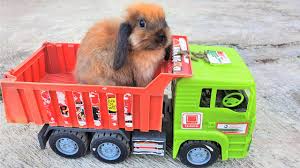 Tenang aja, habis ujian kan pastinya libur. Taman Kelinci Pasir Empul Malingping Wisata Taman Kelinci Tirta Jaya Youtube 1 Tumbuhan Kumis Kucing Mempunyai Banyak Manfaat Letitia Bleakley