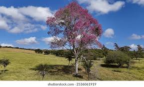 Image result for Handroanthus sp. near impetiginosus