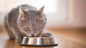 If your cat is overweight, cut back on the dry, increase the wet food. Cat Feeding Guide Cat Kitten Food Advice Vets4pets