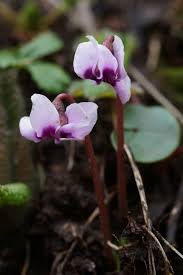 Image result for Cyclamen parviflorum