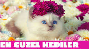Evde Ve Apartmanda Bakilabilecek 10 Zeki Kedi Cinsi Kedi Cat Evdebakilabilecekkediler Youtube