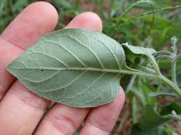 Image result for Solanum villosum