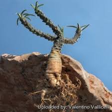 Image result for Euphorbia duseimata