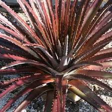 Image result for Dyckia
