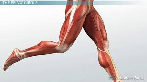 The majority of muscles in the leg are considered long muscles, in that they stretch great distances. Muscular Function And Anatomy Of The Upper Leg Video Lesson Transcript Study Com
