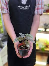 Image result for Begonia macrocarpa