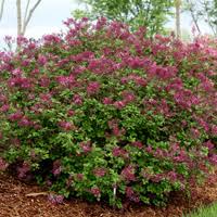 See more ideas about cats, cats smelling, smelling flowers. Top 10 Shrubs For Fragrance Proven Winners