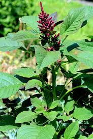 Amaranthus Hypochondriacus Wikipedia