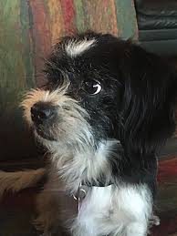 Maybe you would like to learn more about one of these? Dallas Ga Shih Tzu Meet Shasta A Pet For Adoption