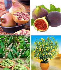 Find top login links for baldur garten login page directly. Sortiment Exotisches Obst Obst Bei Baldur Garten