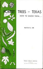 Pecan trees, the texas state tree, do quite well in the central texas region, as long as they have plenty of water. Forest Trees Of Texas How To Know Them By Texas Forest Service A Project Gutenberg Ebook