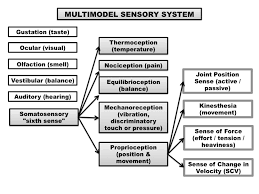 Somatosensation Physiopedia