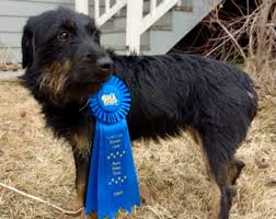 Image result for jagdteriér