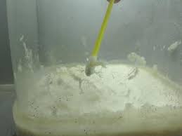 You can even watch betta fish eggs hatching in it. Fresh Rice Clean Food For Fry Betta Fish Care