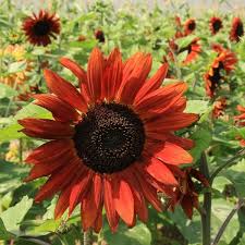 Cara menanam bunga matahari paling lengkap untuk pemula, terbukti hasilkan panen taukah dulur ? Jual Bibit Benih Biji Bunga Matahari Merah Valvet Queen Sun Flower Di Lapak Bibit Harapan Bukalapak