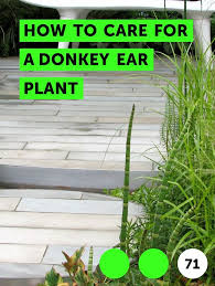 Learn How To Care For A Donkey Ear Plant How To Guides Tips And Tricks Plants Esperanza Plant Plant Growth