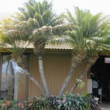 The robellini palm pairs well with other tropical plants like bromeliads, mondo grasses, crotons, and cordylines. Plant Stand Arizona