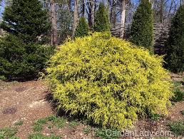 Superior accent plant among other dwarf green conifers. I Love Gold Mop Cypress Gardenlady Com