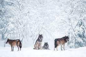 131 wolf fire stock video clips in 4k and hd for creative projects. Pack Of Wolves In The Snow 4k Ultra Hd Wallpaper Background Image 3840x2560