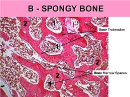 450 x 450 jpeg 54 кб. Ppt Bone And Alveolar Bone Powerpoint Presentation Free Download Id 6228679