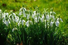 Super Size Snowdrops For Spring S First Sparkle Bulb Flowers Small Front Gardens Snowdrop Plant