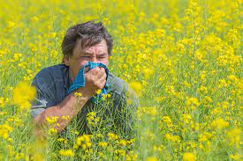 Allergic Rhinitis Hay Fever Lack