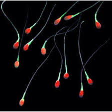 The reproductive organs together constitute the reproductive system. 14 4 Functions Of The Male Reproductive System Biology Libretexts