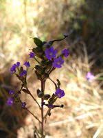 Image result for Buchnera hispida